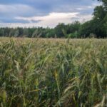 wheat field weeds