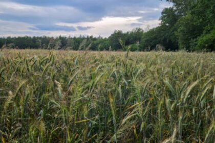 wheat field weeds