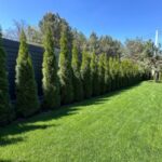 high thuja hedge