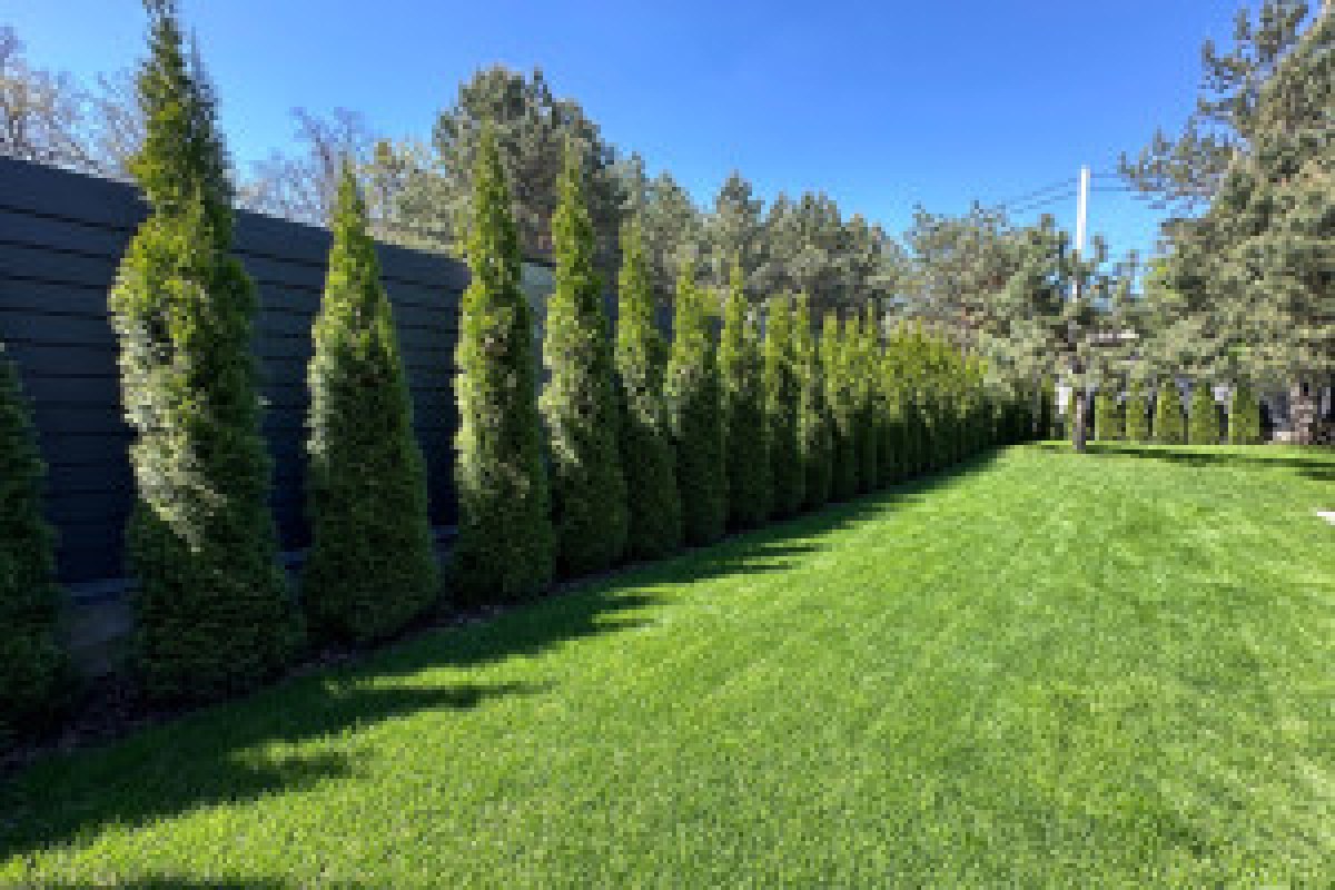 high thuja hedge