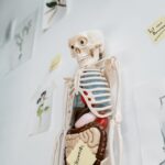 female anatomy diagram