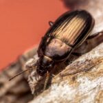 ground beetle macro