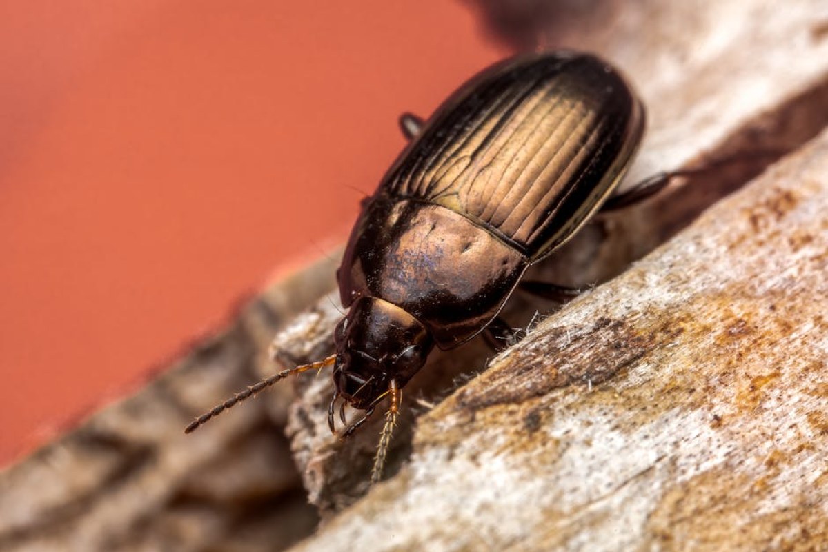 ground beetle macro