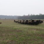 australian shepherd dog working