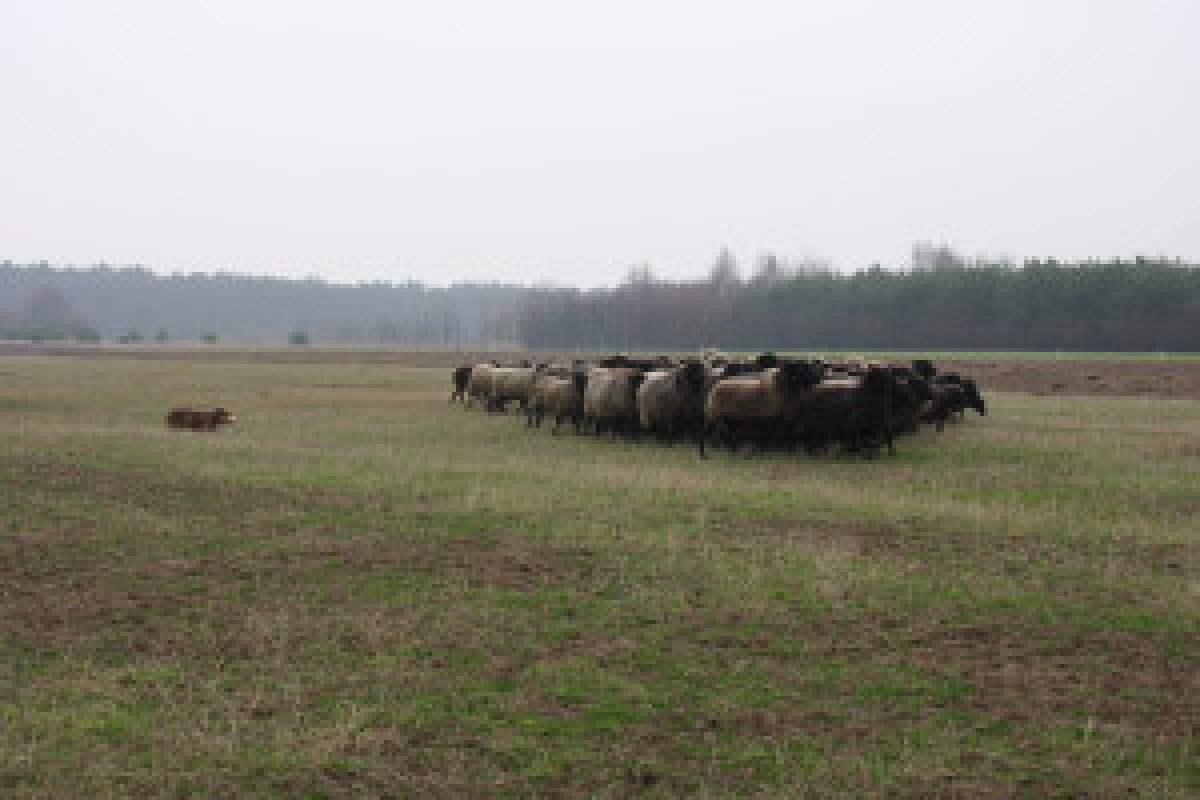 australian shepherd dog working