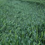 wheat field regulation