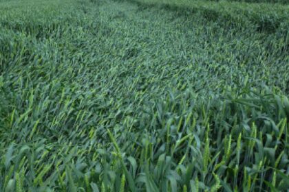 wheat field regulation