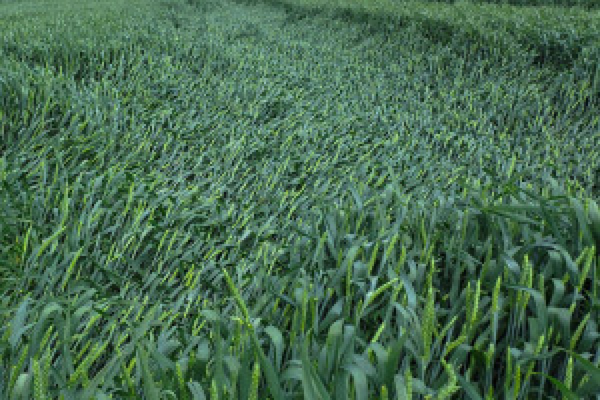 wheat field regulation