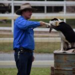 australian shepherd dog auction