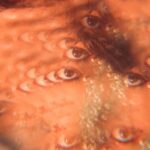 distorted face perception