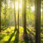 sunny spring landscape