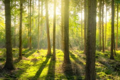 sunny spring landscape