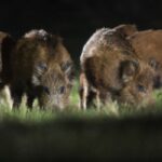 wild boar forest