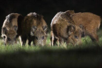 wild boar forest