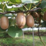 cold hardy kiwi plantation