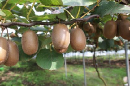 cold hardy kiwi plantation