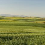 agricultural field Ukraine