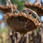 French farmers protest