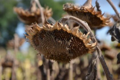 French farmers protest