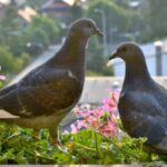 balcony pigeons problem
