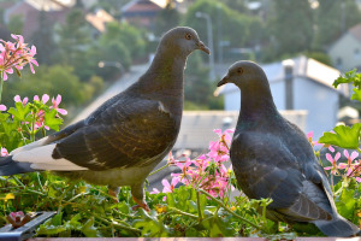 balcony pigeons problem
