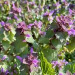 purple dead-nettle flower