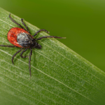 lavender garden border