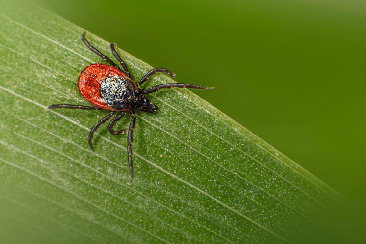 lavender garden border