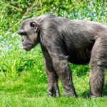 chimpanzee conflict