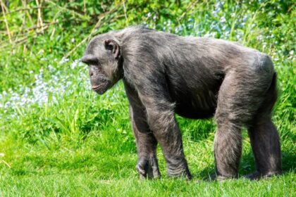 chimpanzee conflict