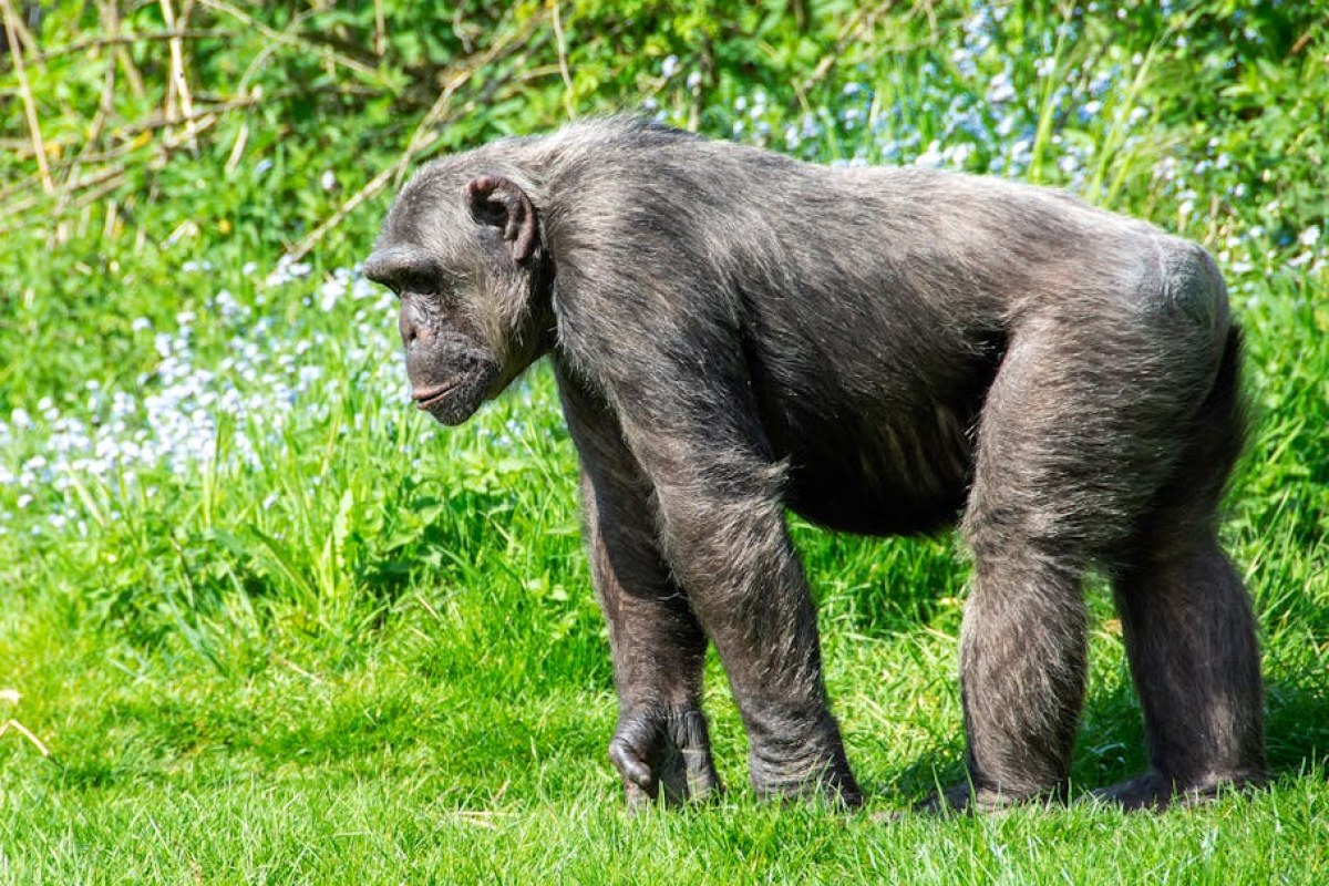 chimpanzee conflict