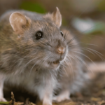 city rats infestation