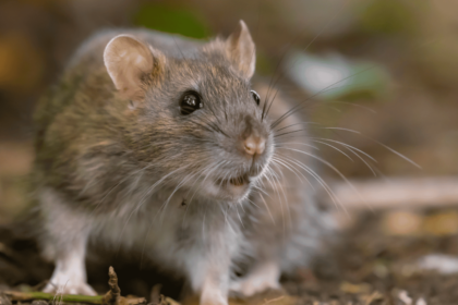 city rats infestation