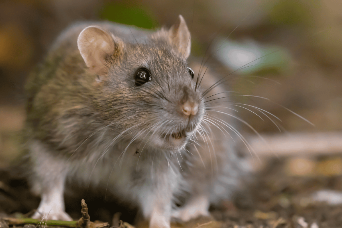 city rats infestation