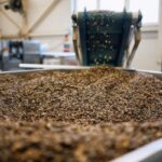 sunflower field harvest
