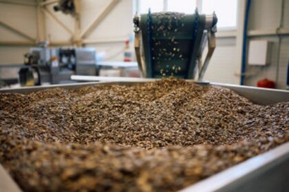 sunflower field harvest