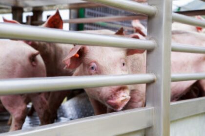 farmer pig transport