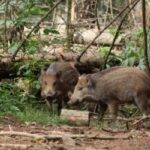 wild boar city
