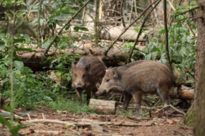 wild boar city