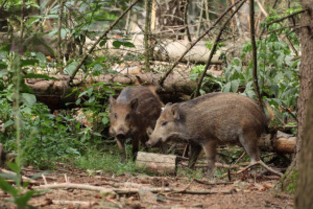 wild boar city