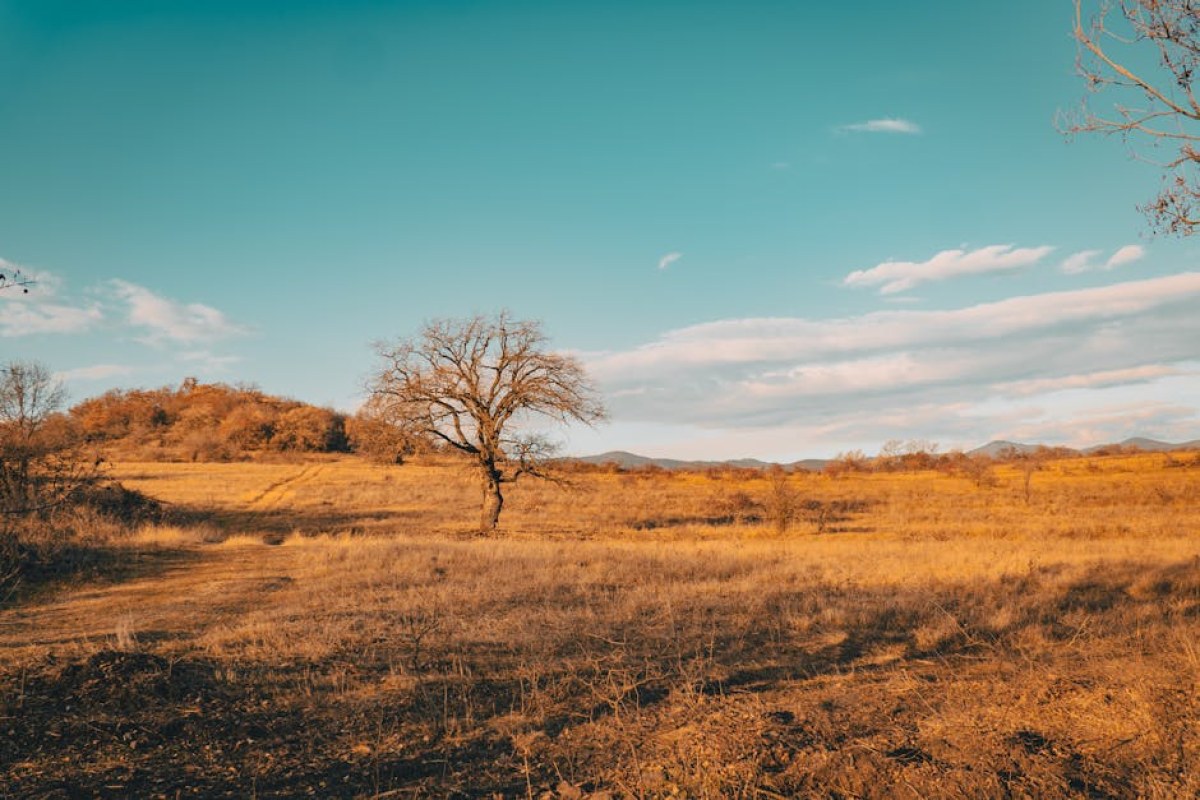 sunny dry field