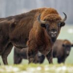 European bison field