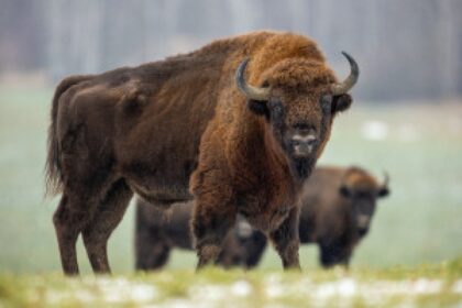 European bison field
