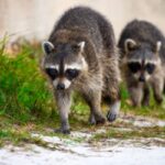 raccoon forest Poland