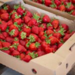 frozen strawberries shipment