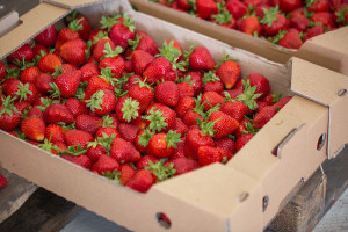 frozen strawberries shipment
