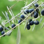 Greek parliament building