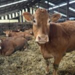 cattle farm certificate