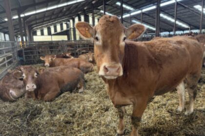 cattle farm certificate