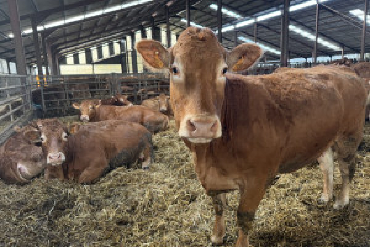 cattle farm certificate